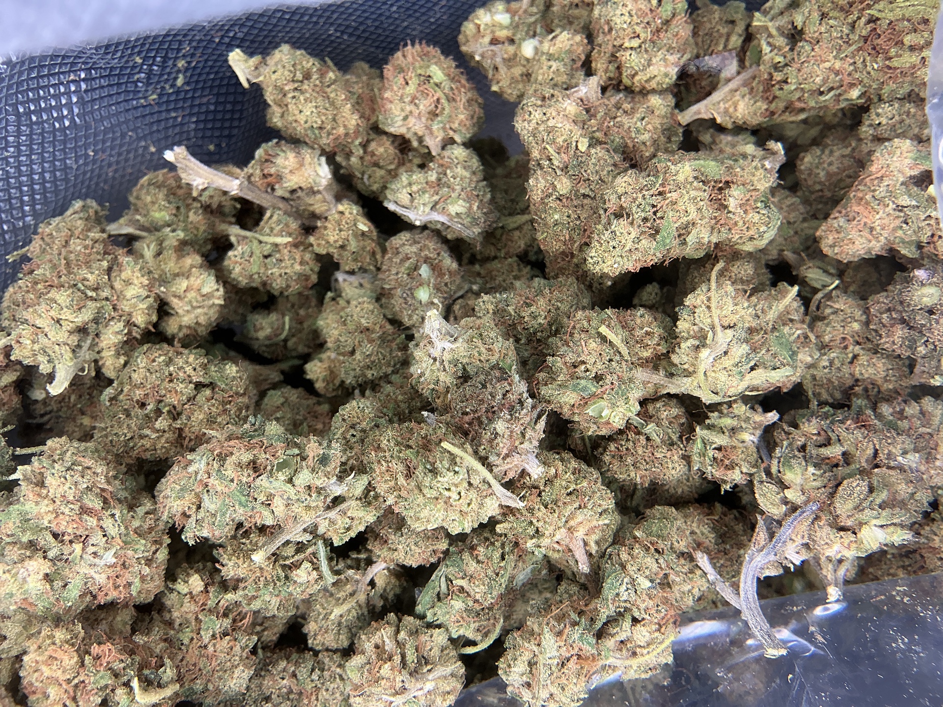 Lemon OG (Budget) - Lightly Seeded / 3.5 Grams (1/8th)